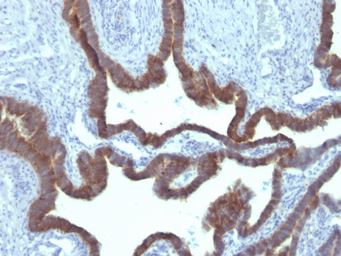 Anti-Cytokeratin 7 antibody [KRT7/903] used in IHC (Paraffin sections) (IHC-P). GTX34658