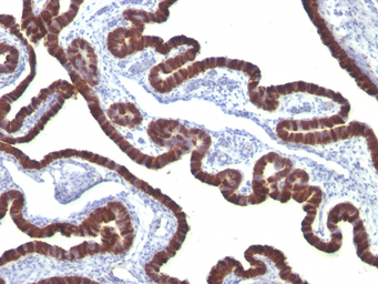 Anti-Cytokeratin 7 antibody [KRT7/760] used in IHC (Paraffin sections) (IHC-P). GTX34659
