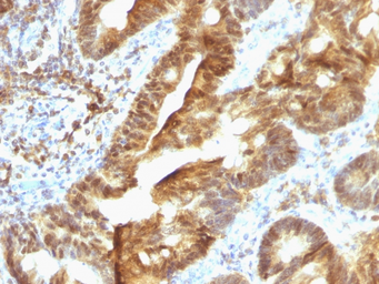 Anti-EAPII antibody [TDP2/1258] used in IHC (Paraffin sections) (IHC-P). GTX34678