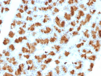 Anti-Elastase 3B antibody [CELA3B/1257] used in IHC (Paraffin sections) (IHC-P). GTX34687