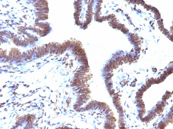 Anti-EMI1 antibody [EMI1/1176] used in IHC (Paraffin sections) (IHC-P). GTX34689