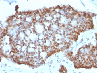 Anti-Estrogen Receptor beta antibody [ERb455] used in IHC (Paraffin sections) (IHC-P). GTX34711