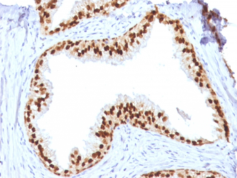 Anti-FOXA1 antibody [FOXA1/1512] used in IHC (Paraffin sections) (IHC-P). GTX34736