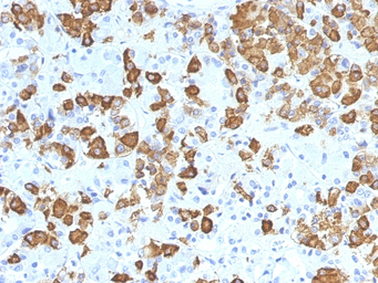 Anti-Growth Hormone antibody [GH/1371] used in IHC (Paraffin sections) (IHC-P). GTX34768