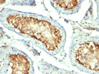 Anti-HSP60 antibody [GROEL/730] used in IHC (Paraffin sections) (IHC-P). GTX34787
