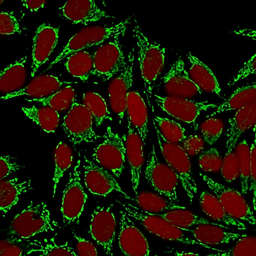 Anti-HSP60 antibody [HSPD1/780] used in Immunocytochemistry/ Immunofluorescence (ICC/IF). GTX34788
