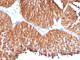 Anti-HSP60 antibody [HSPD1/780] used in IHC (Paraffin sections) (IHC-P). GTX34788