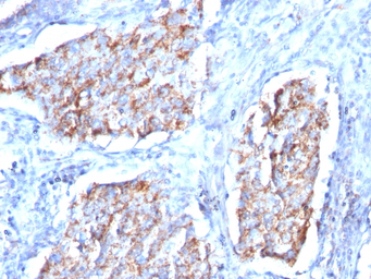 Anti-HSP60 antibody [HSPD1/780] used in IHC (Paraffin sections) (IHC-P). GTX34788