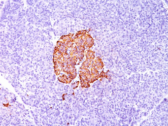 Anti-Insulin antibody [SPM139] used in IHC (Paraffin sections) (IHC-P). GTX34796