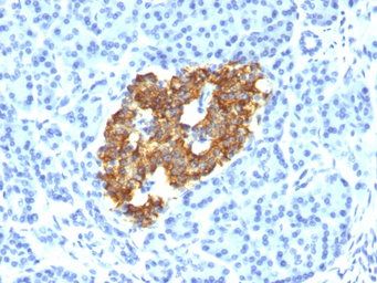 Anti-Insulin antibody [IRDN/794] used in IHC (Paraffin sections) (IHC-P). GTX34798