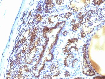 Anti-MAP3K1 antibody [2F6] used in IHC (Paraffin sections) (IHC-P). GTX34816