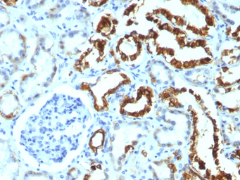 Anti-Milk Fat Globule 1 antibody [MFG-06] used in IHC (Paraffin sections) (IHC-P). GTX34839