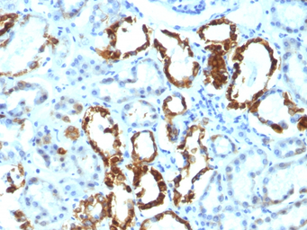 Anti-Milk Fat Globule 1 antibody [EDM45] used in IHC (Paraffin sections) (IHC-P). GTX34841