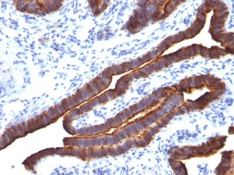 Anti-MUC1 antibody [MUC1/520] used in IHC (Paraffin sections) (IHC-P). GTX34855