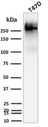Anti-MUC1 antibody [139H2] used in Western Blot (WB). GTX34860