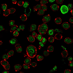 Anti-NF-H antibody [NF421] used in Immunocytochemistry/ Immunofluorescence (ICC/IF). GTX34897