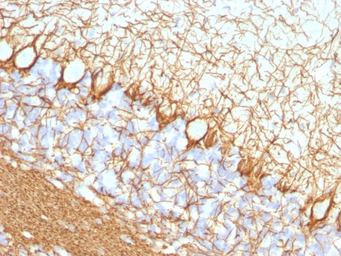 Anti-NF-H antibody [NF421] used in IHC (Paraffin sections) (IHC-P). GTX34897
