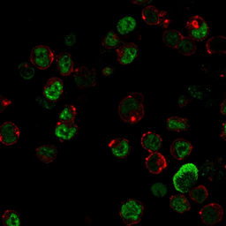 Anti-NF-L antibody [NR-4] used in Immunocytochemistry/ Immunofluorescence (ICC/IF). GTX34902