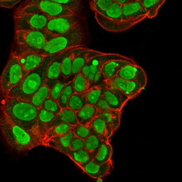Anti-Nucleolin antibody [NCL/902] used in Immunocytochemistry/ Immunofluorescence (ICC/IF). GTX34914