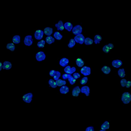 Anti-Nucleolin antibody [NCL/902] used in Immunocytochemistry/ Immunofluorescence (ICC/IF). GTX34914