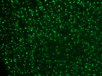 Anti-Nucleolin antibody [364-5] used in IHC (Paraffin sections) (IHC-P). GTX34916