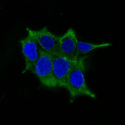 Anti-ODC antibody [ODC1/485] used in Immunocytochemistry/ Immunofluorescence (ICC/IF). GTX34919