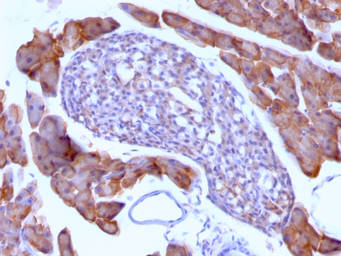 Anti-ODC antibody [ODC1/485] used in IHC (Paraffin sections) (IHC-P). GTX34919