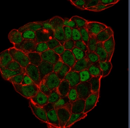 Anti-p27 Kip1 antibody [KIP1/769] used in Immunocytochemistry/ Immunofluorescence (ICC/IF). GTX34930