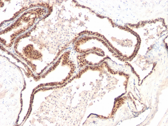 Anti-p27 Kip1 antibody [KIP1/769] used in IHC (Paraffin sections) (IHC-P). GTX34930