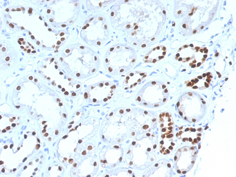 Anti-PAX8 antibody [PAX8/1492] used in IHC (Paraffin sections) (IHC-P). GTX34962