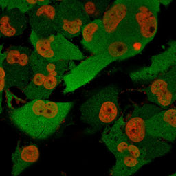 Anti-PGP9.5 antibody [SPM574] used in Immunocytochemistry/ Immunofluorescence (ICC/IF). GTX34970
