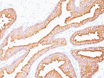 Anti-PSA antibody [SPM352] used in IHC (Paraffin sections) (IHC-P). GTX34989