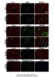 Rabbit IgG isotype control. GTX35035
