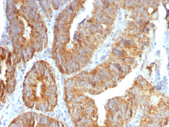 Anti-TL1A antibody [VEGI/1283] used in IHC (Paraffin sections) (IHC-P). GTX35124