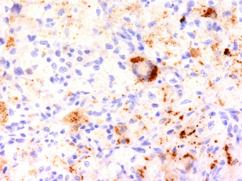 Anti-TNF alpha antibody [TNF706] used in IHC (Paraffin sections) (IHC-P). GTX35134