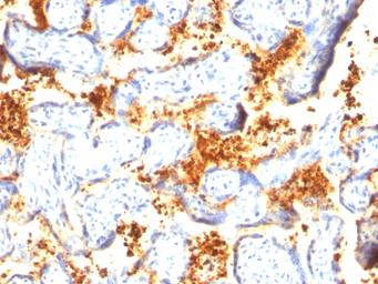 Anti-Transglutaminase 2 antibody [TGM2/419] used in IHC (Paraffin sections) (IHC-P). GTX35143