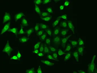 Anti-APE1 antibody used in Immunocytochemistry/ Immunofluorescence (ICC/IF). GTX35233