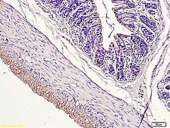Anti-CD163 antibody used in IHC (Paraffin sections) (IHC-P). GTX35247