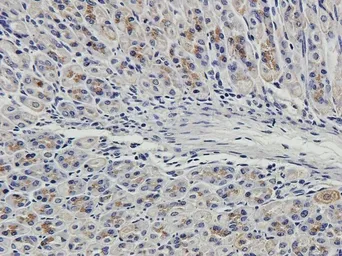 Anti-CD163 antibody used in IHC (Paraffin sections) (IHC-P). GTX35248