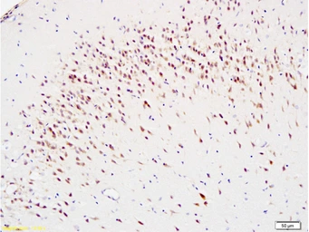 Anti-8-OHdG antibody used in IHC (Paraffin sections) (IHC-P). GTX35250