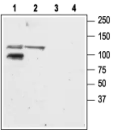 Anti-GluR6 antibody used in Western Blot (WB). GTX35259