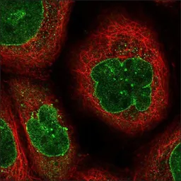 Anti-CDC14B antibody used in Immunocytochemistry/ Immunofluorescence (ICC/IF). GTX36294