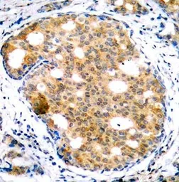 Anti-GSK3 beta antibody used in IHC (Paraffin sections) (IHC-P). GTX37303