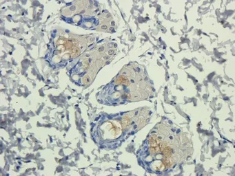 Anti-IL11 antibody used in IHC (Paraffin sections) (IHC-P). GTX37407