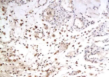Anti-GLUT12 antibody used in IHC (Paraffin sections) (IHC-P). GTX37419