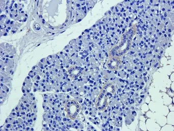 Anti-CD63 antibody used in IHC (Paraffin sections) (IHC-P). GTX37555