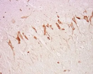 Anti-Neurofascin 155 antibody used in IHC (Paraffin sections) (IHC-P). GTX37602