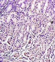 Anti-Leptin antibody used in IHC (Paraffin sections) (IHC-P). GTX37638