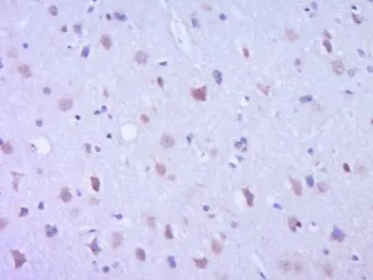 Anti-Leptin antibody used in IHC (Paraffin sections) (IHC-P). GTX37638