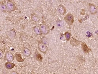 Anti-Kiss1 antibody used in IHC (Paraffin sections) (IHC-P). GTX37642